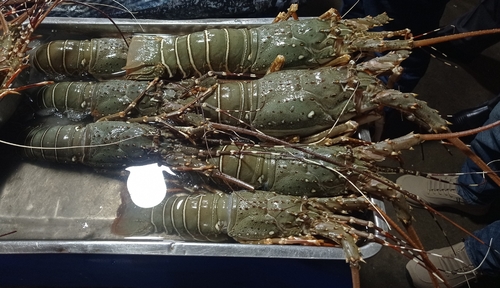 mud spiny lobster