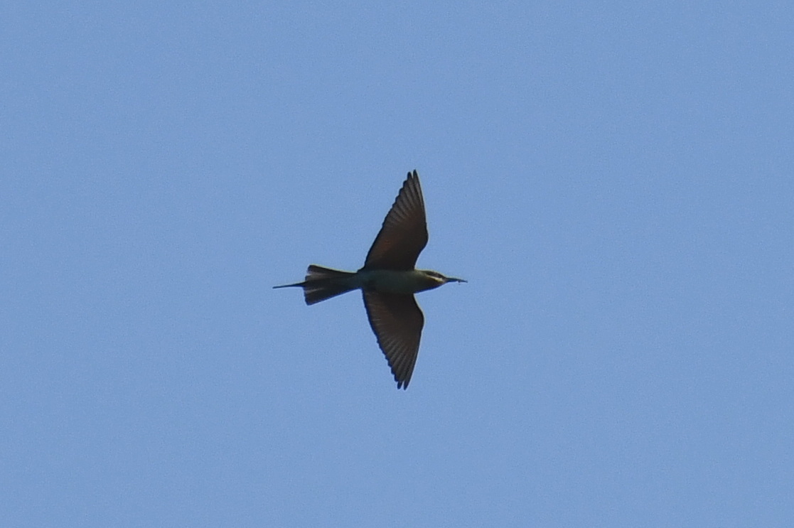 Blue-tailed Bee-eater (Merops philippinus), photo 6