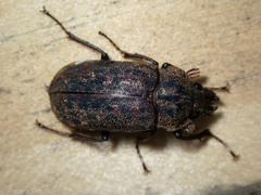 Mitophyllus