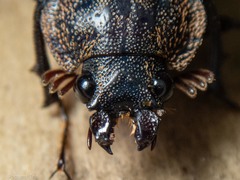 Mitophyllus