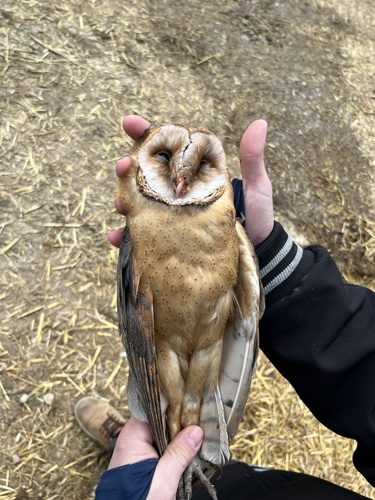 View observation of {o.common_name} on iNaturalist