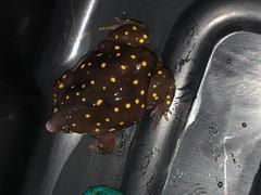 Hemisus guttatus