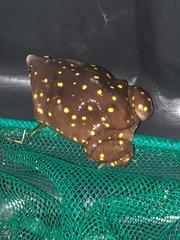 Hemisus guttatus