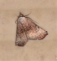 Mataeomera mesotaenia