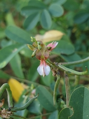 Indigofera tinctoria