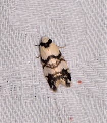 Thallarcha albicollis