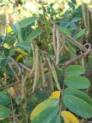 Indigofera tinctoria