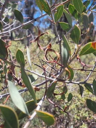 Glowing Wattle (Acacia celastrifolia)