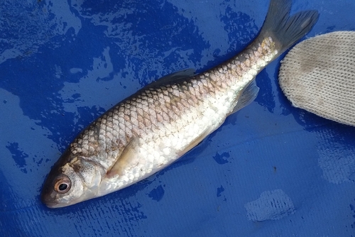 Italian roach (Leucos aula) — Cyprinidae
