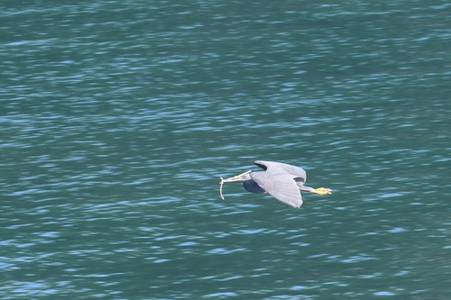 Pacific Reef Heron (Egretta sacra), photo 5