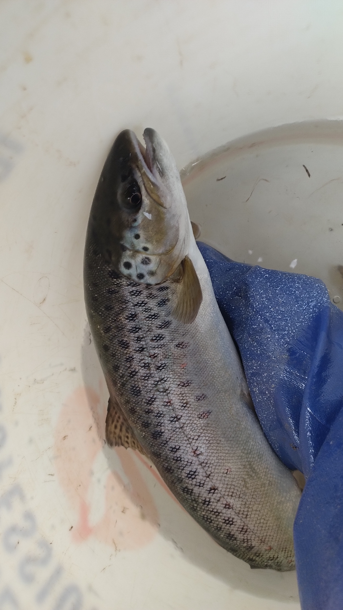 Salmo trutta