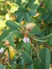 Indigofera tinctoria