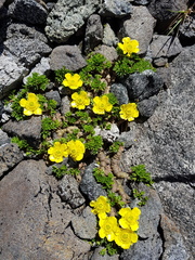 Ranunculus sericophyllus