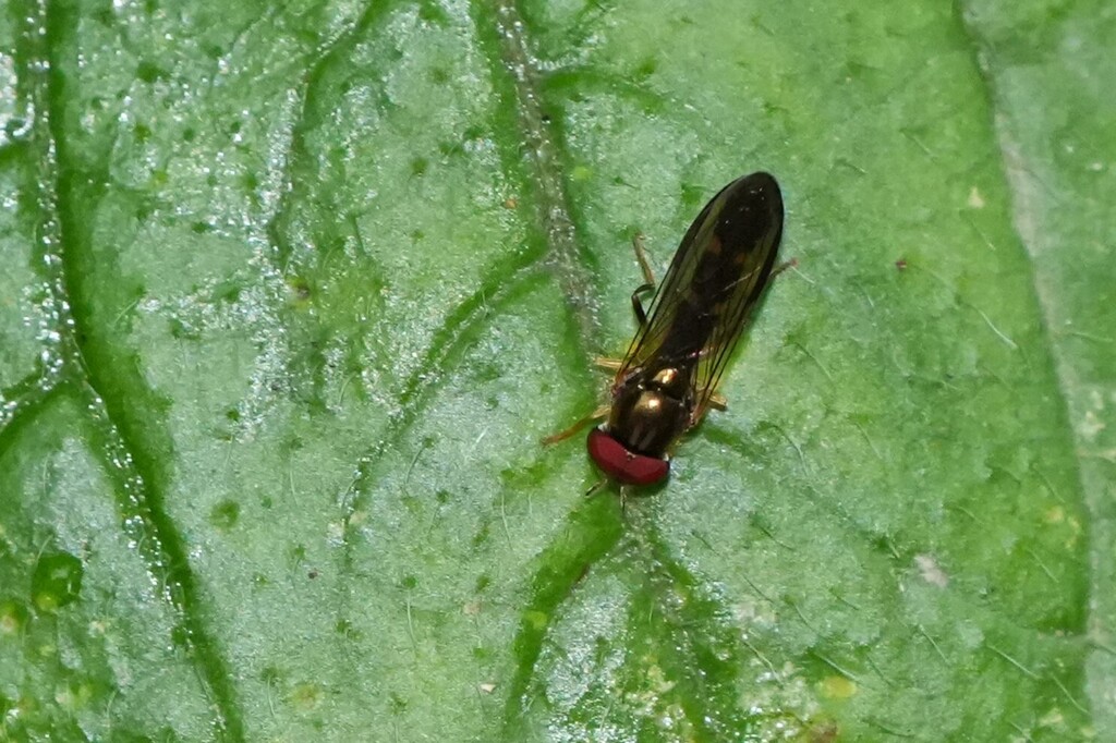 Segata Insects Sedgesitters from 秘魯保卡坦博省 on December 22, 2025 at 09:46 AM by rainbowli ...