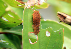 Eterusia aedea formosana