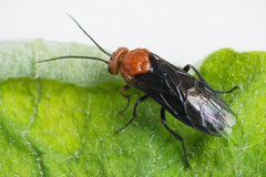 Hemichroa australis