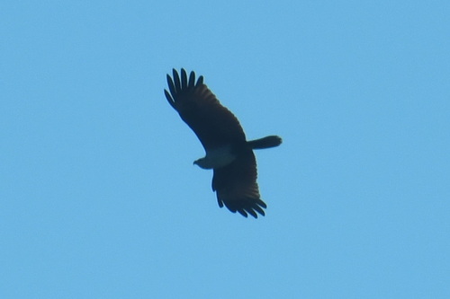 Brahminy Kite (Haliastur indus), photo 5