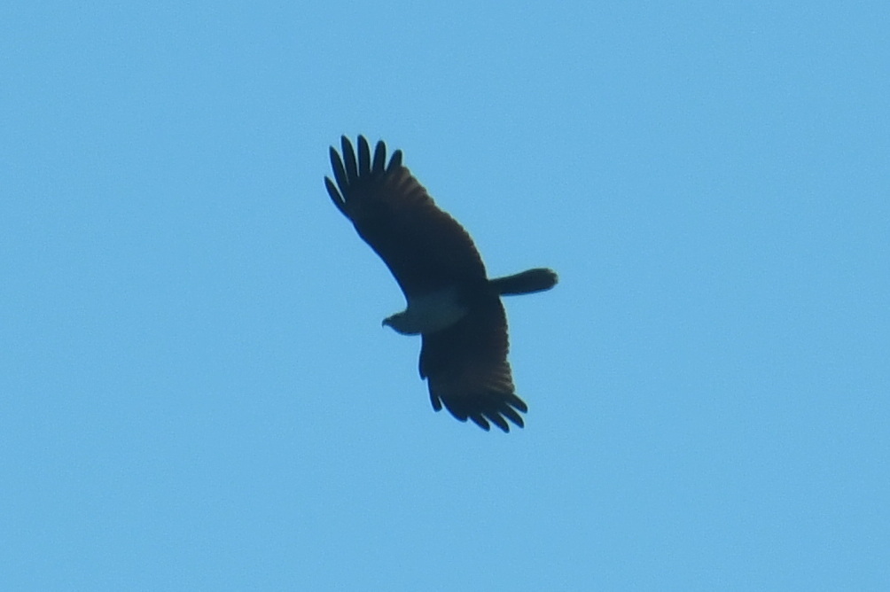Brahminy Kite (Haliastur indus), photo 5