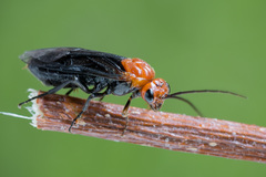 Hemichroa australis