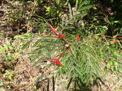 Vachellia collinsii