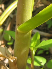 Glyceria maxima