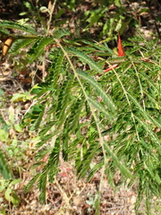 Vachellia collinsii