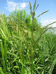 Glyceria maxima