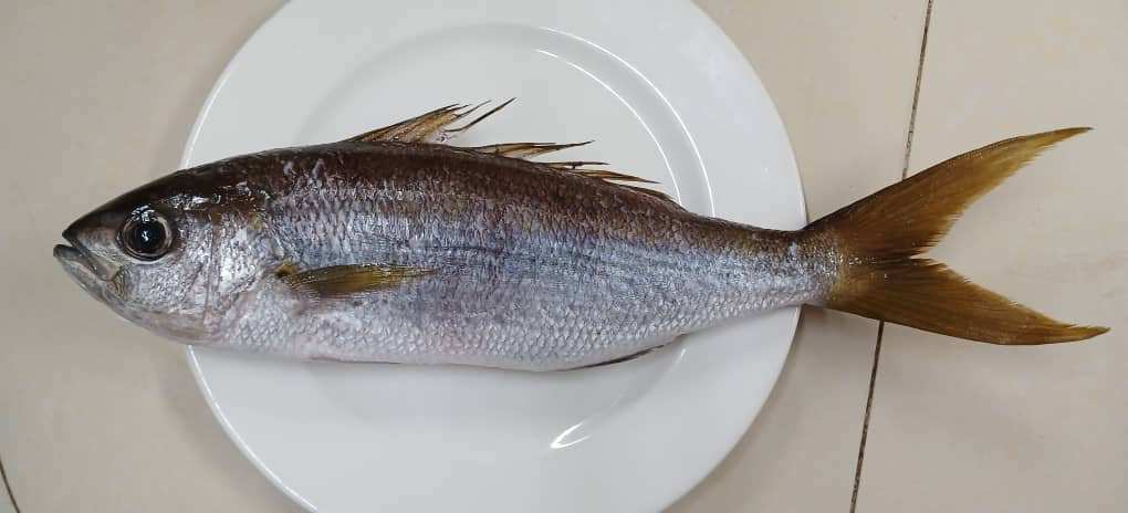 Afrikaanse zwartsnapper (Apsilus fuscus) — Lutjanidae
