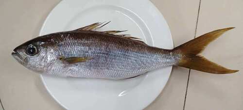 African forktail snapper (Apsilus fuscus) — Lutjanidae