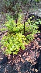 Petalostigma