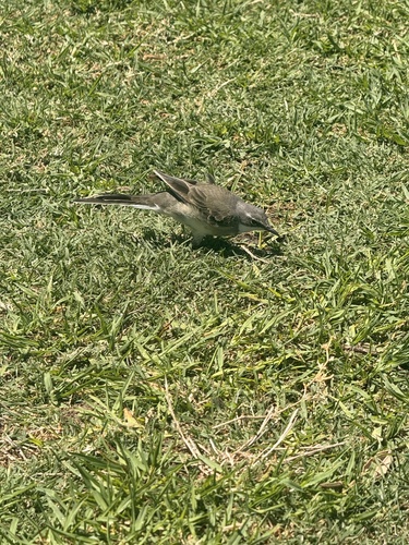 Cape Wagtail (Motacilla capensis), photo 5