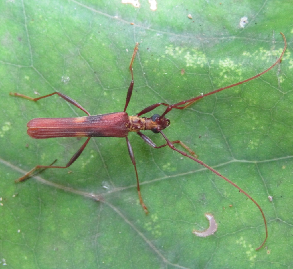 Epheus