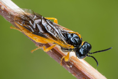 Selandria melanosterna