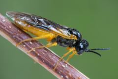 Selandria melanosterna