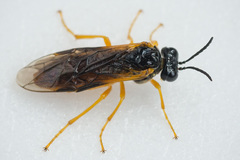 Selandria melanosterna