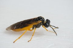 Selandria melanosterna