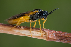 Selandria melanosterna