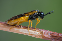 Selandria melanosterna