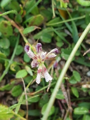 Grona heterocarpos