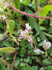 Grona heterocarpos