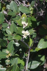 Pseudoscolopia polyantha