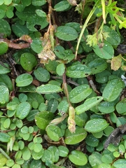 Grona heterocarpos