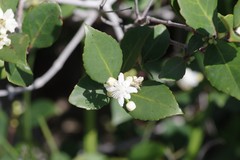 Pseudoscolopia polyantha
