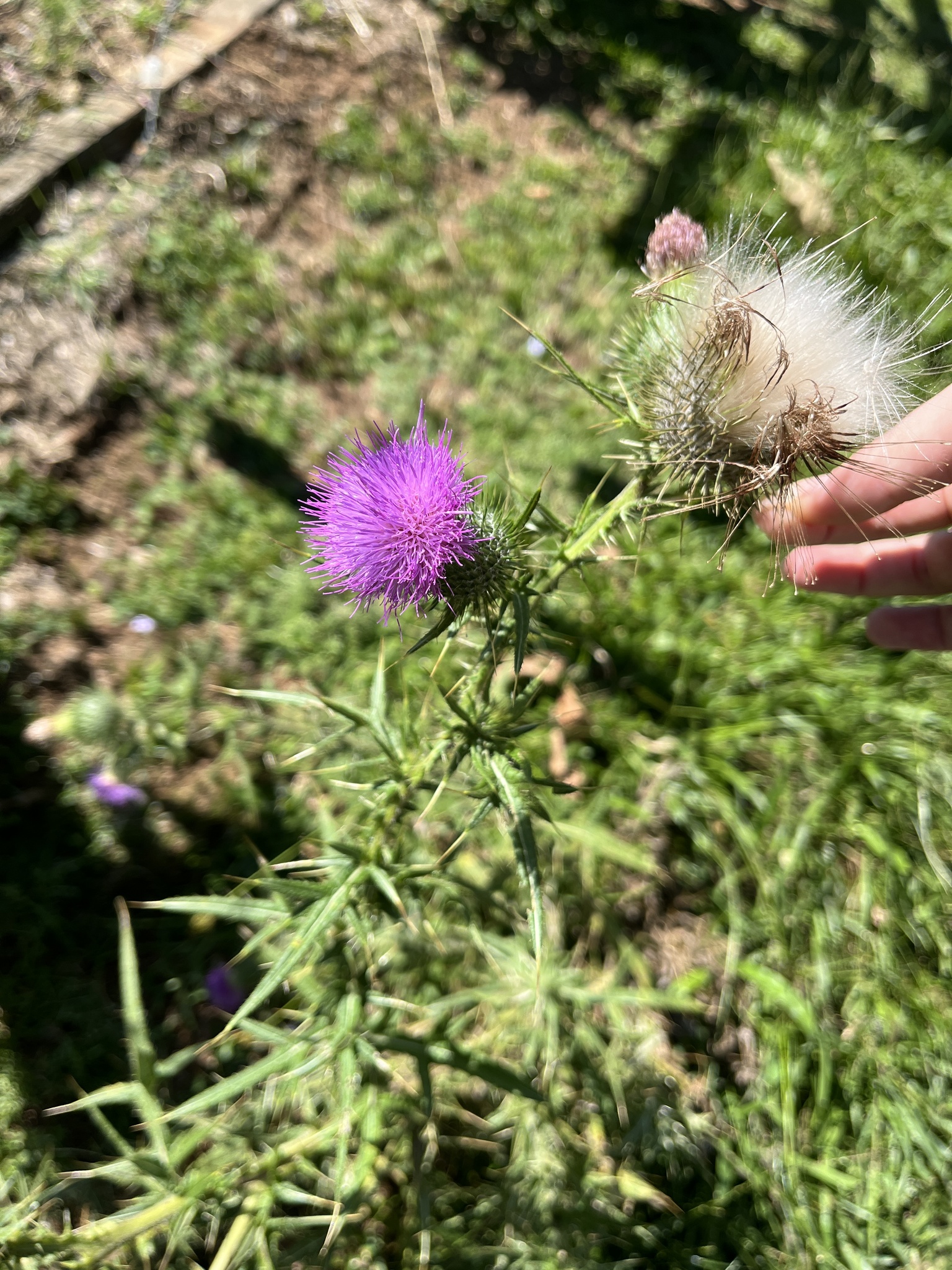 Cirsium vulgare