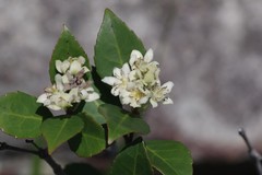 Pseudoscolopia polyantha