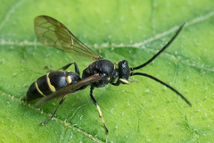 Argogorytes mystaceus