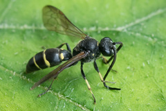 Argogorytes mystaceus