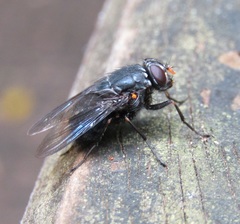 Calliphoroides antennatis