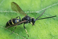 Argogorytes mystaceus