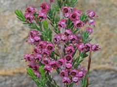 Erica lucida